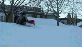 dog-steals-sled-and-drives
